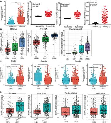 NCAPG as a Novel Prognostic Biomarker in Glioma